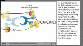 DNA Replication Process Animation from Microbiology 2e [upl. by Esilegna189]