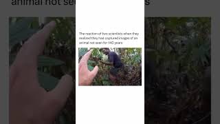 Jungle Camera Trap Catches UNBELIEVABLE Creature [upl. by Gairc83]