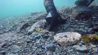 Freediving for scallops on HitraFrøya In Norway 2017 [upl. by Picardi]