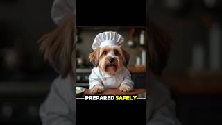 Chef havanese dog [upl. by Lew]