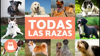 TODAS las RAZAS de PERROS del mundo 🐶 ¡Ordenadas Alfabéticamente [upl. by Salas]