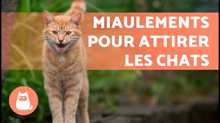 BRUITS pour ATTIRER VOTRE CHAT📣🐈 MIAULEMENT de CHAT pour ATTIRER votre CHAT [upl. by Allsopp]