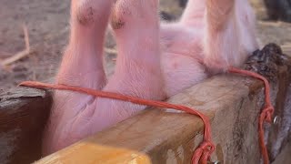 How to Castrate Piglets by Yourself Using a Homemade Jig [upl. by Merton]