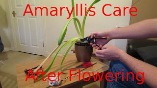 Amaryllis Care After Flowering [upl. by Resee]