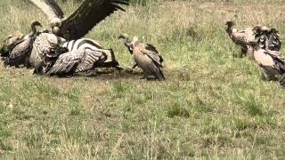 vultures eating a pregnant zebra  Maasai Mara [upl. by Bev624]