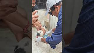 Animalcaresocietymeerut foryou trendingshorts dogcare doglovers animalstreatment short [upl. by Annahsar]