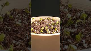 Plants time lapse It shows how the radish sprouts follow the lights Speed 6000x plants [upl. by Ahser953]