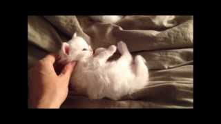 Le chaton le plus mignon du monde 2 [upl. by Yvonner]