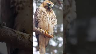 Redtailed Hawk The Most INTIMIDATING Bird of Prey [upl. by Glialentn367]