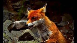 The Secret Life of Fox  Wildlife Wars Nat Geo [upl. by Willner]