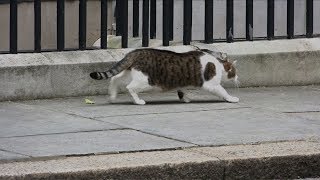 Larry the Downing Street Cat Stalks Ducks [upl. by Hope]