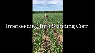 Interseeding into Standing Corn [upl. by Eizzil915]