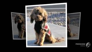 Doxiepoo Dog breed [upl. by Ariana]