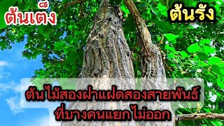 ยาสมุนไพรต้นเต็งรังมาแยกสายพันธ์กันครับ  ชื่อวิทยาศาสตร์ Shorea obtusa Wall Shorea siamensis [upl. by Kanya526]