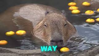 Capybara Song  Fun and Cute Kids Song About Capybaras [upl. by Edny783]