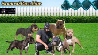 American Bully Bloodlines Samurai Paco Line Episode 1 [upl. by Ahsiemak]