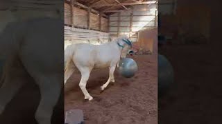 Horse Plays With Yoga Ball  ViralHog [upl. by Elburr]