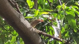 बड़ा बसंता ।। Brown headed barbet [upl. by Williamsen]