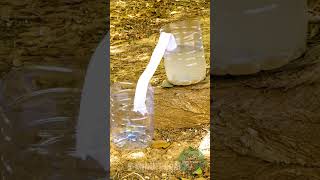 Essential tip to filter water 💦 survival bushcraft hacks shorts [upl. by Assyral]