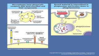 2015 Overview of Innate Immunity the Microbiome and the Integrated Immune Response [upl. by Leuqer634]