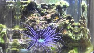 Tube Anemone Feeding [upl. by Jelene]