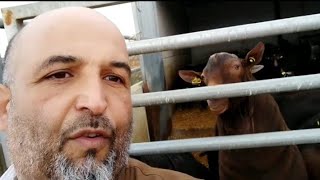 التجارة العالمية في قطاع المواشي بأيادي أبناء المغرب 🇲🇦 الماعز سلالة المورسيانا الإسبانية 🇪🇸 [upl. by Cassius262]