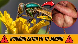 Los 9 Insectos Más Peligrosos del Mundo ¡Protege tu Vida [upl. by Oates]