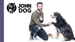 Jak nauczyć psa komendy PODAJ ŁAPĘ  TRENING PSA  John Dog [upl. by Toshiko]