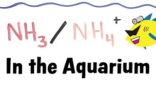 Ammonia and Ammonium in the Aquarium [upl. by Aniaj610]