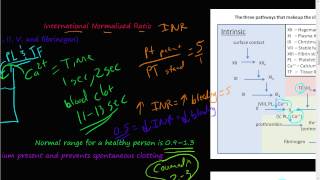 52  prothrombin time PT partial thromboplastin time PTT International normalized ratio INR [upl. by Calypso]