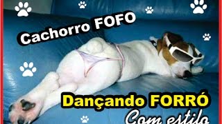 Cachorro dançando forró com estilo [upl. by Lyrred533]