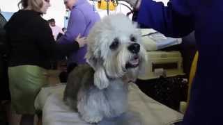 Dandie Dinmont Terrier [upl. by Enenaj]