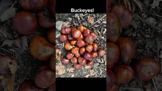 Native Tree California Buckeye californianativeplants [upl. by Ecinnaj]