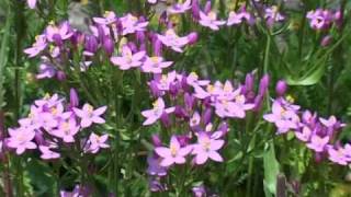 Bach Flower Remedies  Centaury [upl. by Leraj22]