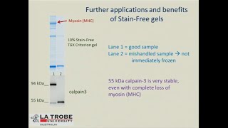 SingleCell Western Blot and StainFree Total Protein Loading Control [upl. by Enilkcaj]