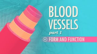 Blood Vessels Part 1  Form and Function Crash Course Anatomy amp Physiology 27 [upl. by Aivatnwahs]