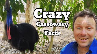 10 CRAZY Cassowary Facts You Didn’t Know [upl. by Eedia630]