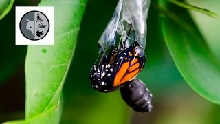 The life of Monarch Butterfly [upl. by Dacie]