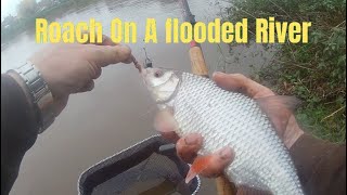 Catching Roach On A Flooded River [upl. by Enimaj]