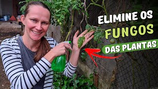 3 Receitas para Combater os Fungos das Plantas 🦠 Horta em Casa 🍅 Como Acabar com os Fungos do Tomate [upl. by Eustatius243]