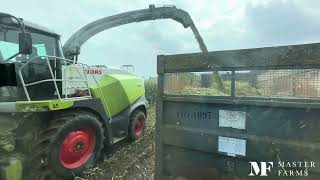 Maize harvest 2024 Claas Jaguar 860 chopping a big crop John Deeres Massey Fergusons on trailers🌽 [upl. by Mellette]