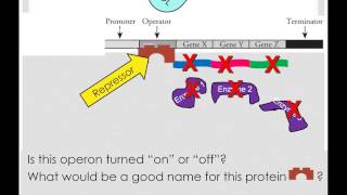 Repressible and Inducible Operons [upl. by Funda]