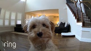 Mini Goldendoodle Puppy Gives Her Pet Dad Kisses on a Ring Cam｜RingTV [upl. by Herschel]