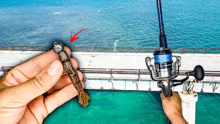 The “Secret” FL Keys Bait Shops Don’t Want YOU To Know… [upl. by Yecnay]