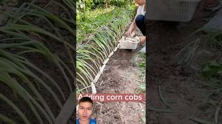 Interesting methods of planting and caring for onions farming [upl. by Volney825]