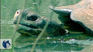 Galapagos Islands Origin and Life  Full Documentary [upl. by Ensoll]