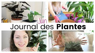 Journal des plantes  Plante géante sachets de bouturage et rempoter la fleur de lune  Plant Life [upl. by Nylidam]