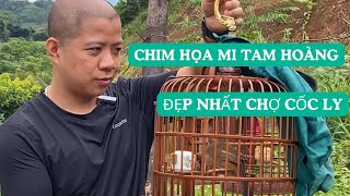 Chú chim họa mi tam hoàng đẹp nhất tại chợ Cốc Ly e Hoạt sưu tầm được  Hoạt Họa Mi [upl. by Allesig]