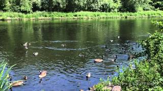 Schöne Pfingsten wünsche ich allen mit der Natur um Berlin  Panasonic HCV757 [upl. by Mmada876]