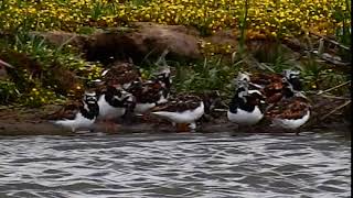 Turnstones Rainfords Lagoon Marshside RSPB 27620 [upl. by Aihsein]